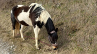 Vente de cheval : Amazone